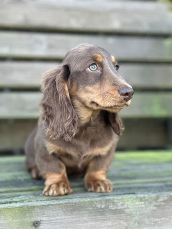 Chocolate and Tan male