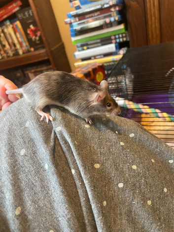 Angora Baby Mice READY NOW