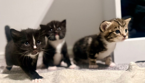 Exceptional Turkish Angora x Kittens in Belper