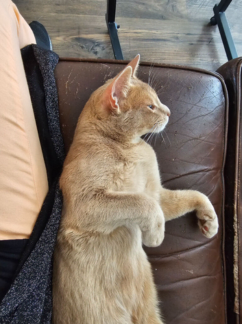 Abyssinian male