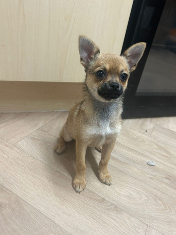 Female pomchi