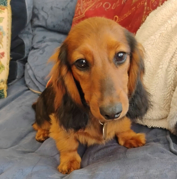 K.C. Reg. Longhaired Miniature Pups Male