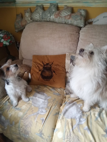 Yorkshire terrier x Jack russell pups