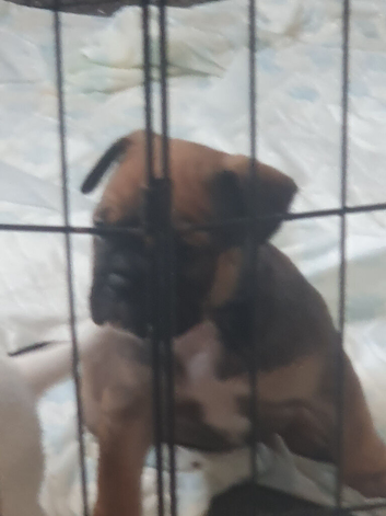 Puppies looking for special homes