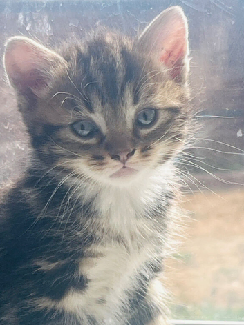 Kitten