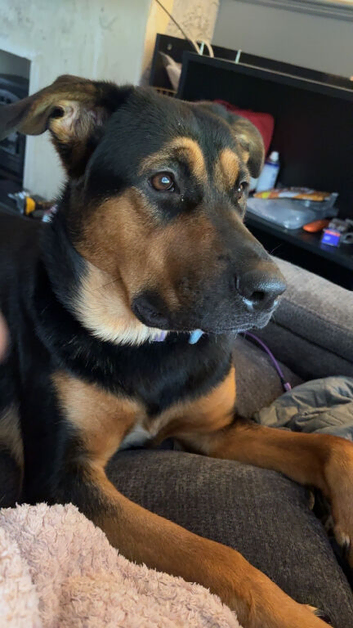 German shepherd x rottie