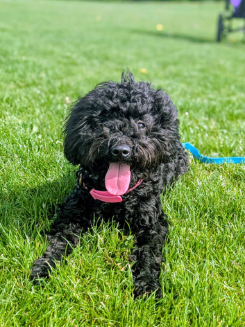 Young active mixed breed