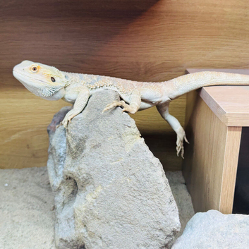 Male bearded dragon