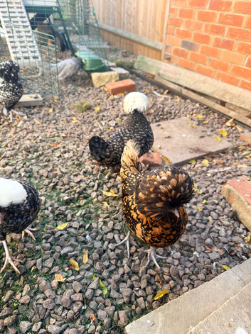 5 polish lace hens looking for new home