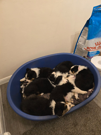 Australian Shepherd 8 weeks puppies