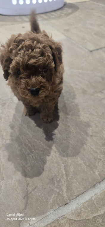 Asian red toy.poochon ready now