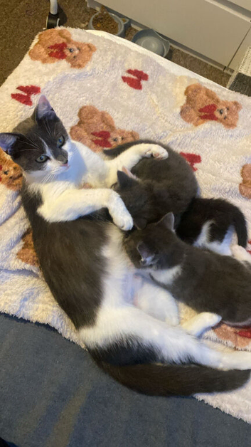 Kittens x5