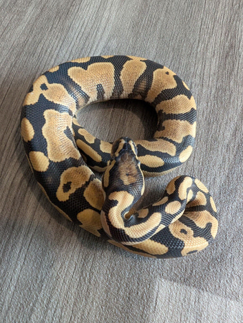 Yellow belly desert ghost het pied
