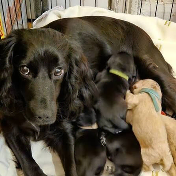 Cocker pups