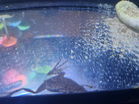 Dobby and Sock African dwarf frog and ramssnail
