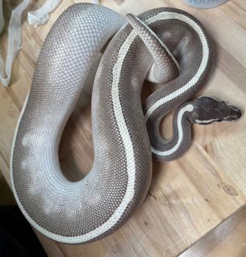 Mixed snakes