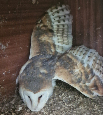 Barn owls breeding pair