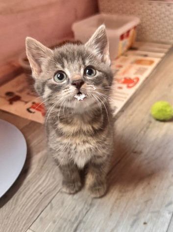 Beautiful little kittens looking for forever homes