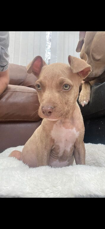 Staffordshire bull terrier cross