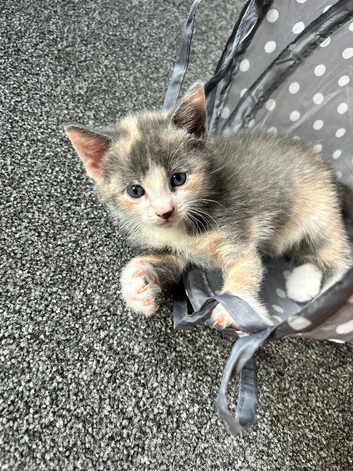 Beautiful girl kitten left