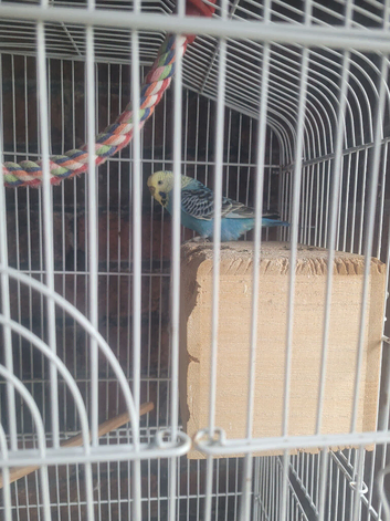 Free to good home