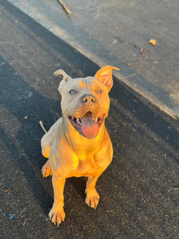 Staffy x sharpei 2 years old