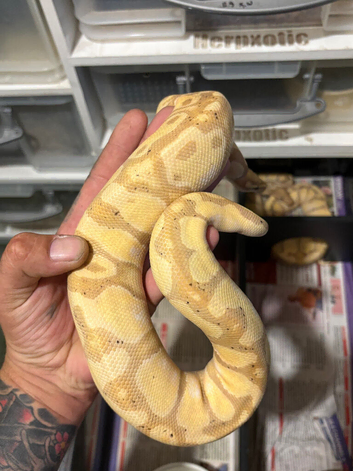 Reduced royal pythons different morphs