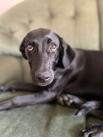Hungarian Vizsla X Border Collie