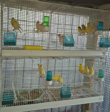 Mixed canaries, cocks, hens, babies & 2 Irish x 34