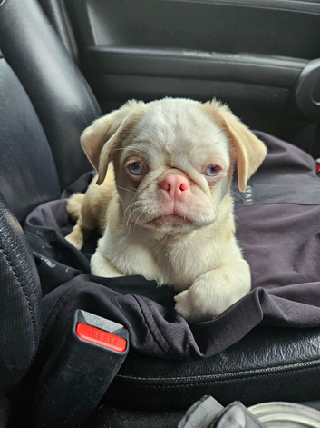 Beautiful Pink Pug puppies for sale