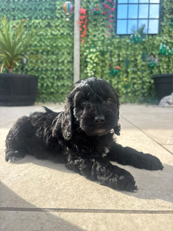 F1 Cockapoo puppies