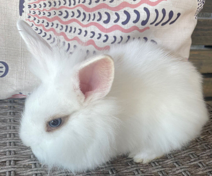 Lionhead