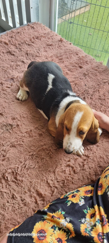 15 week basset girl ready to go