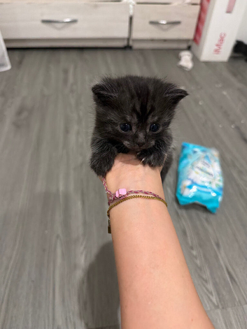 Kittens make and female
