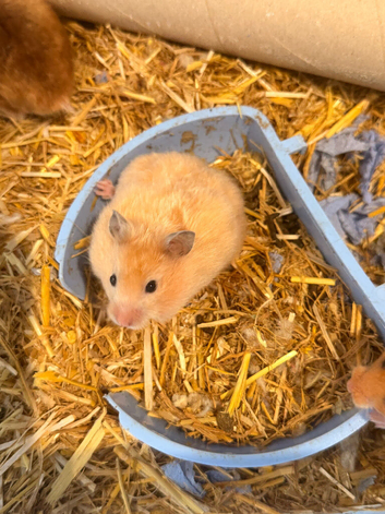 Syrian hamsters ready now