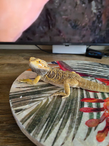 Male bearded dragon.