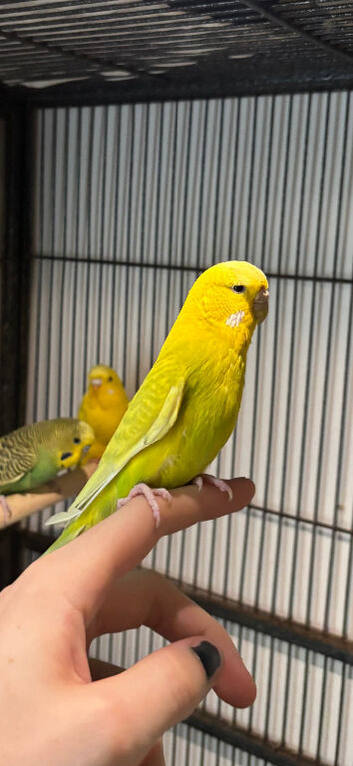 Stunning hen budgie