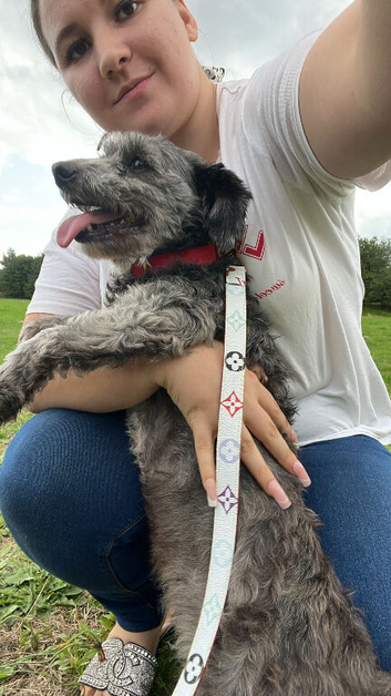Blue female schnoodle