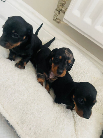 Beautiful dachshund puppies