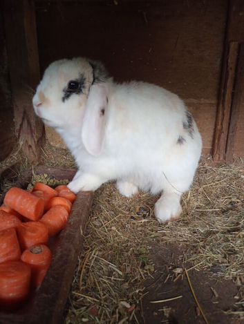 Rabbit looking for it's forever home
