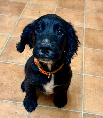 Working Cocker Spaniel Puppy
