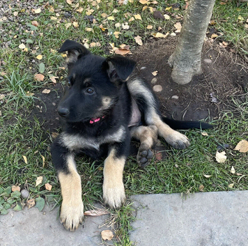 Beautiful working dog / straight back
