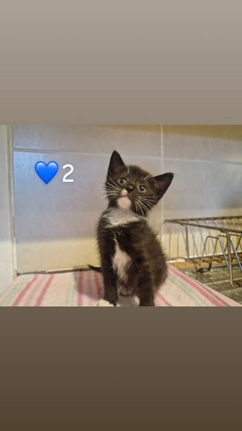2 gorgeous pure tux boys looking for homes