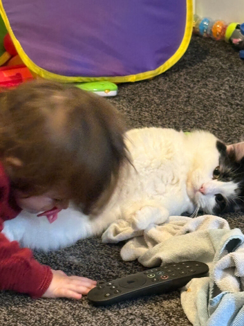 2 male cats