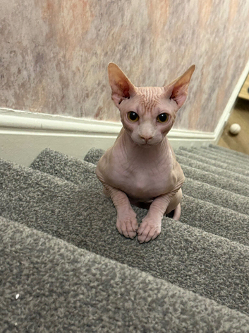 Male sphynx