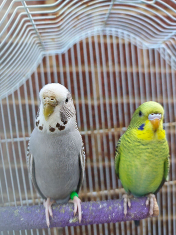 Two budgies black mutation