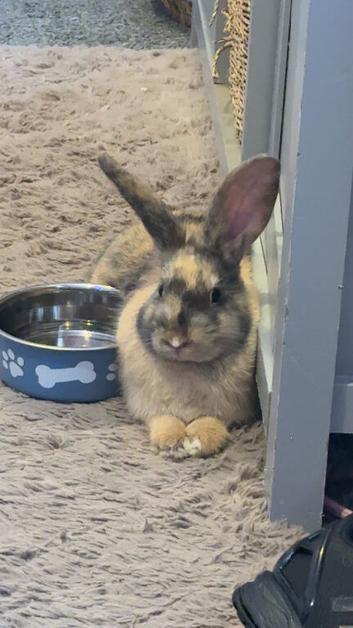Our boy needs a new forever home