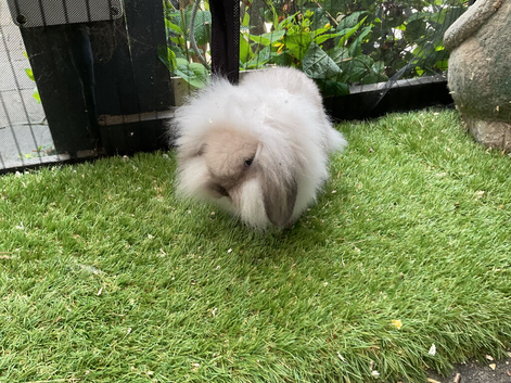 Seal point/frosty point mini lion lops