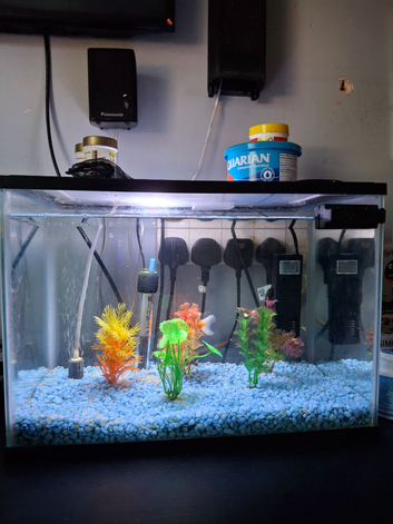 Small fish tank with goldfish