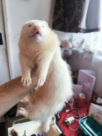 Beautiful albino ferrets &pound;25 each or &pound;30 for two